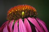 Bug On A Coneflower_51584